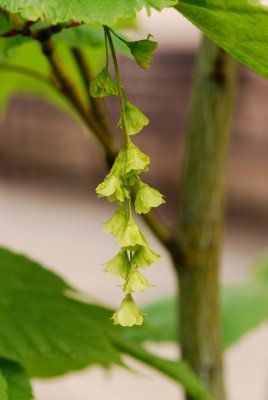 Acer pensylvanicum - javor pensylvánský - květ
